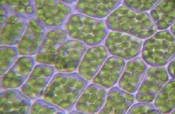 Fotosìntesis, cloroplastos.